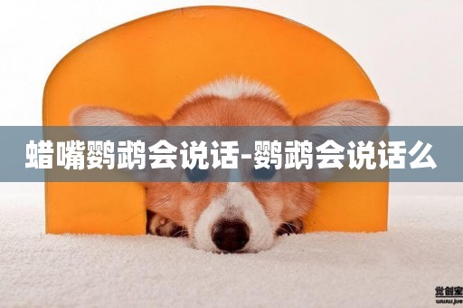 蠟嘴鸚鵡會說話-鸚鵡會說話么