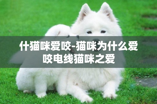 什貓咪愛咬-貓咪為什么愛咬電線貓咪之愛