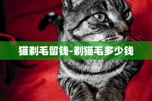 貓剃毛留錢-剃貓毛多少錢