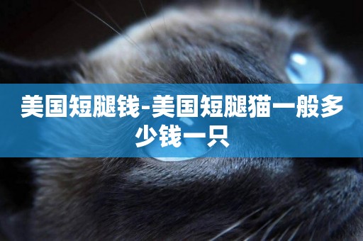 美國短腿錢-美國短腿貓一般多少錢一只
