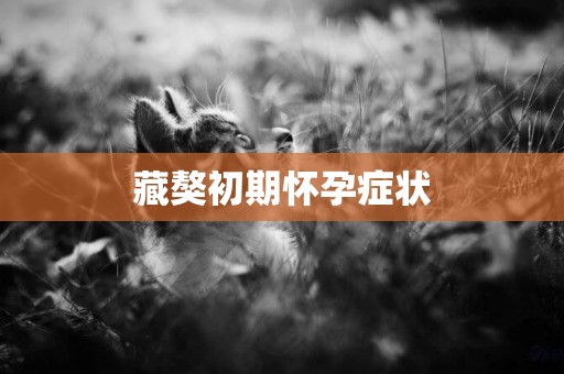 藏獒初期懷孕癥狀