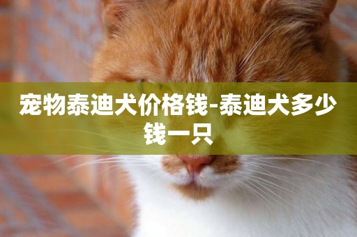 寵物泰迪犬價格錢-泰迪犬多少錢一只