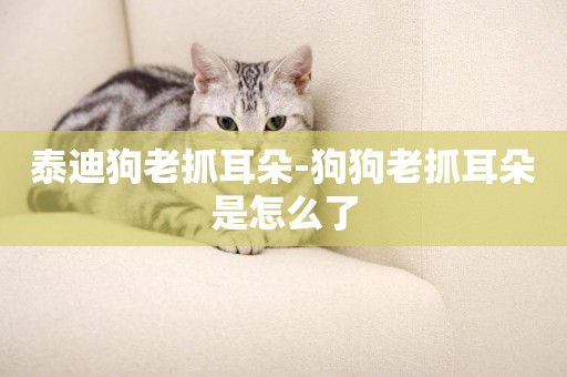 泰迪狗老抓耳朵-狗狗老抓耳朵是怎么了