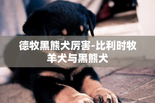 德牧黑熊犬厲害-比利時牧羊犬與黑熊犬