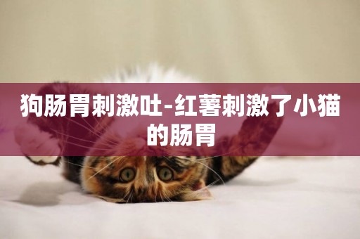 狗腸胃刺激吐-紅薯刺激了小貓的腸胃