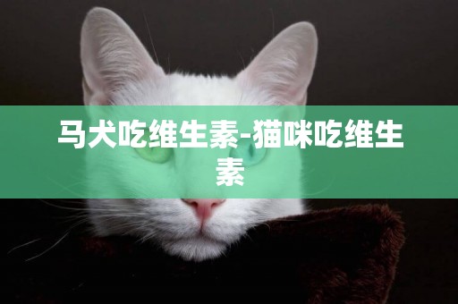 馬犬吃維生素-貓咪吃維生素