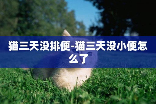 貓三天沒排便-貓三天沒小便怎么了