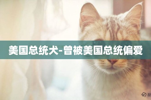 美國總統犬-曾被美國總統偏愛