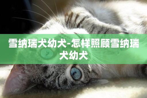 雪納瑞犬幼犬-怎樣照顧雪納瑞犬幼犬