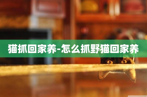 貓抓回家養-怎么抓野貓回家養