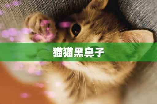 貓貓黑鼻子