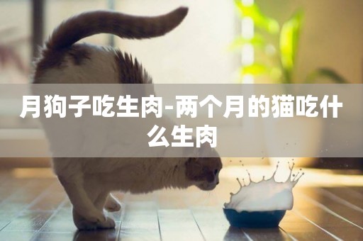 月狗子吃生肉-兩個月的貓吃什么生肉