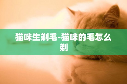 貓咪生剃毛-貓咪的毛怎么剃