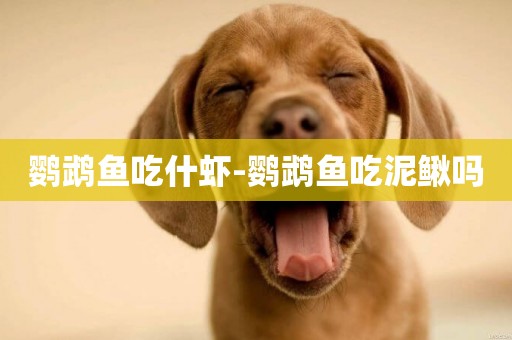 鸚鵡魚吃什蝦-鸚鵡魚吃泥鰍嗎