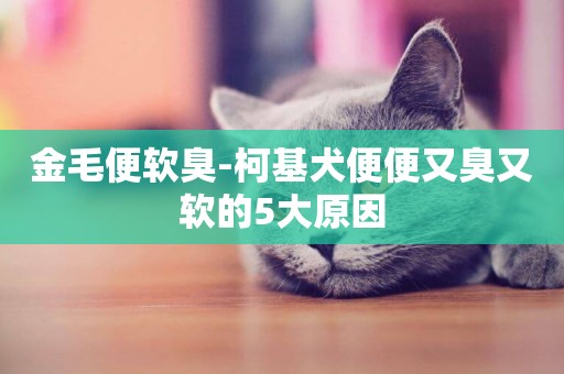 金毛便軟臭-柯基犬便便又臭又軟的5大原因