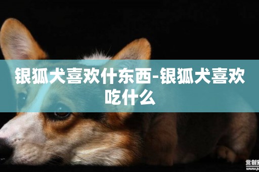 銀狐犬喜歡什東西-銀狐犬喜歡吃什么