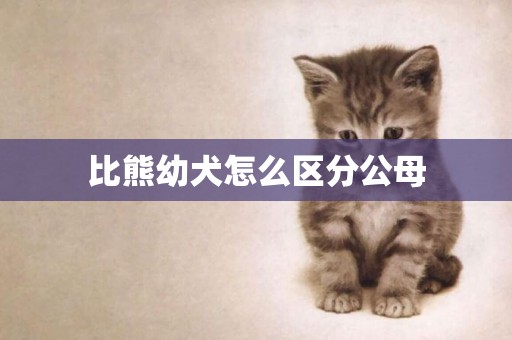 比熊幼犬怎么區分公母