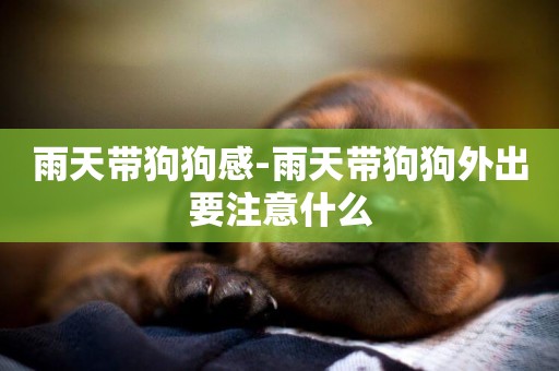 雨天帶狗狗感-雨天帶狗狗外出要注意什么