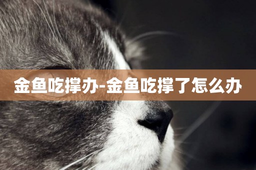 金魚吃撐辦-金魚吃撐了怎么辦