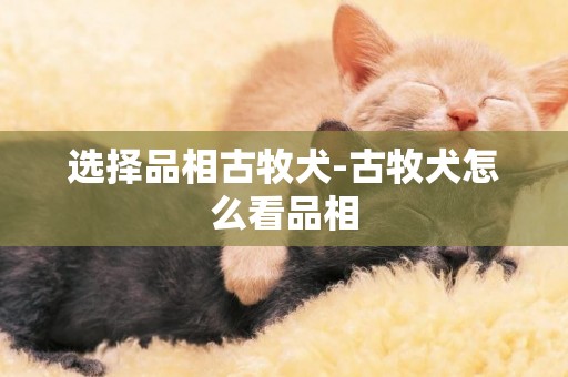 選擇品相古牧犬-古牧犬怎么看品相