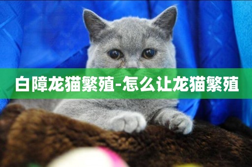 白障龍貓繁殖-怎么讓龍貓繁殖