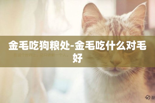 金毛吃狗糧處-金毛吃什么對毛好
