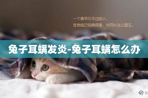 兔子耳螨發炎-兔子耳螨怎么辦