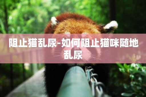 阻止貓亂尿-如何阻止貓咪隨地亂尿