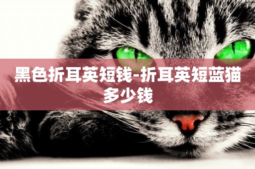 黑色折耳英短錢-折耳英短藍貓多少錢