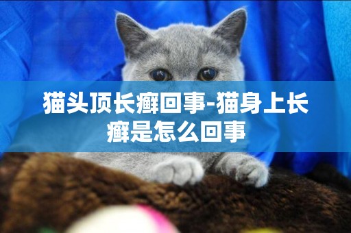 貓頭頂長癬回事-貓身上長癬是怎么回事