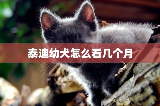 泰迪幼犬怎么看幾個月