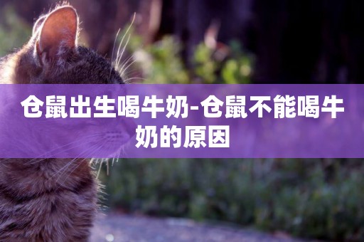 倉鼠出生喝牛奶-倉鼠不能喝牛奶的原因