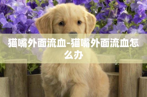 貓嘴外面流血-貓嘴外面流血怎么辦