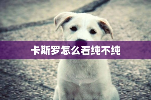 卡斯羅怎么看純不純