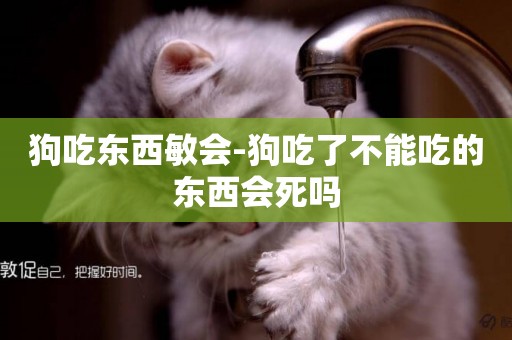 狗吃東西敏會-狗吃了不能吃的東西會死嗎