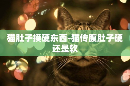 貓肚子摸硬東西-貓傳腹肚子硬還是軟