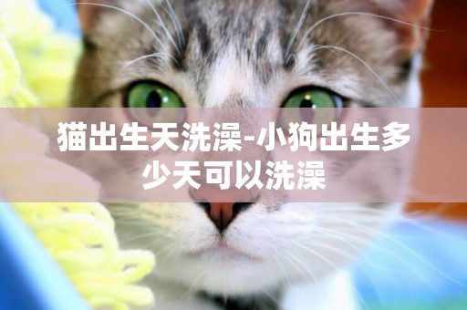 貓出生天洗澡-小狗出生多少天可以洗澡