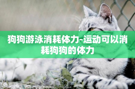 狗狗游泳消耗體力-運動可以消耗狗狗的體力