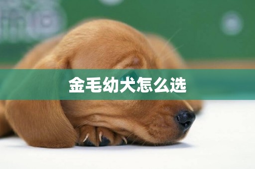 金毛幼犬怎么選
