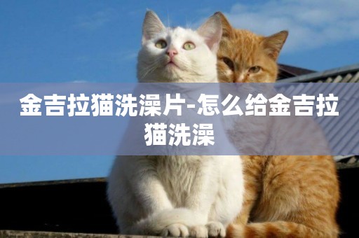 金吉拉貓洗澡片-怎么給金吉拉貓洗澡