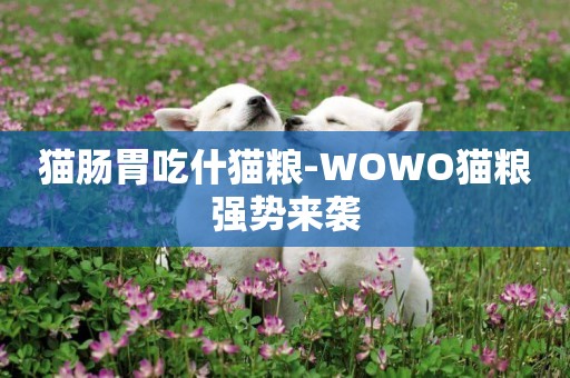 貓腸胃吃什貓糧-WOWO貓糧強勢來襲