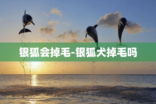 銀狐會掉毛-銀狐犬掉毛嗎