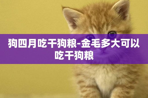 狗四月吃干狗糧-金毛多大可以吃干狗糧