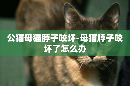 公貓母貓脖子咬壞-母貓脖子咬壞了怎么辦