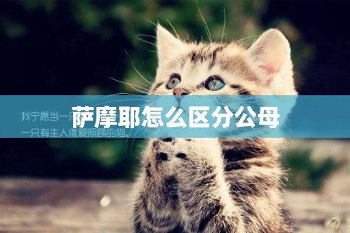 薩摩耶怎么區分公母
