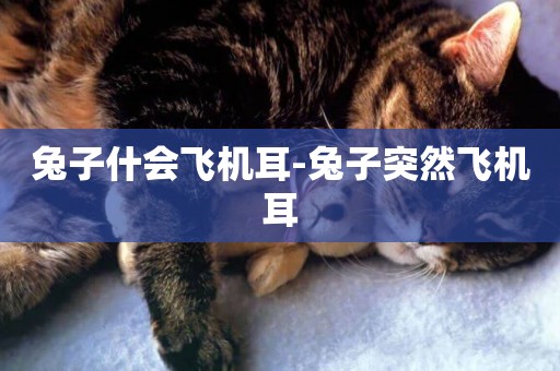 兔子什會飛機耳-兔子突然飛機耳