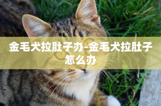 金毛犬拉肚子辦-金毛犬拉肚子怎么辦