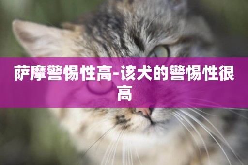 薩摩警惕性高-該犬的警惕性很高