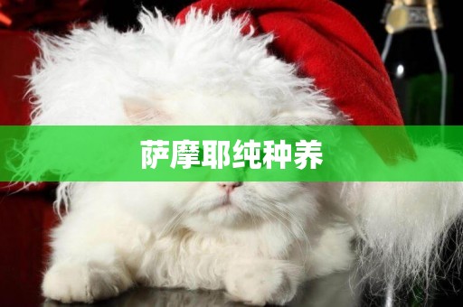 薩摩耶純種養