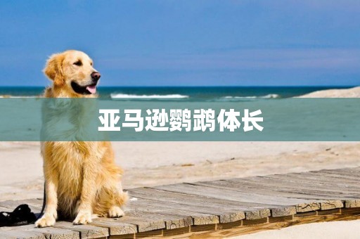 亞馬遜鸚鵡體長